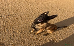 Belgian Shepherd Dog dogs for sale: Belgian mallinois  - Image 2