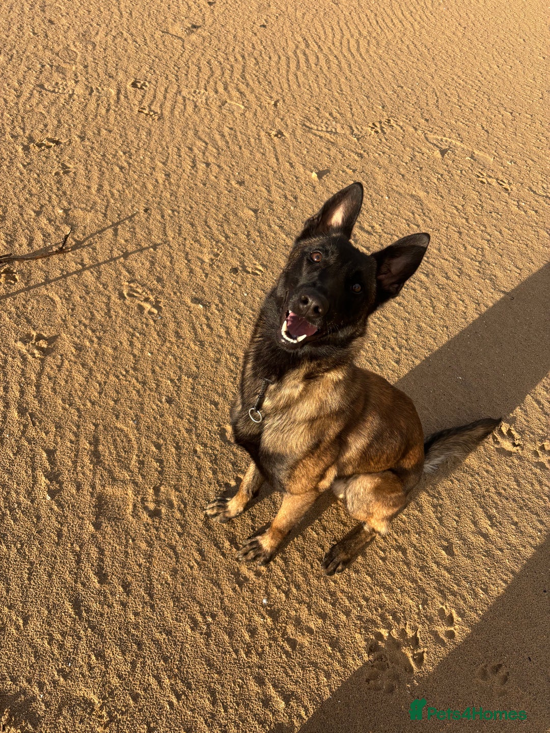 Belgian Shepherd Dog dogs for sale: Belgian mallinois  - Image 2