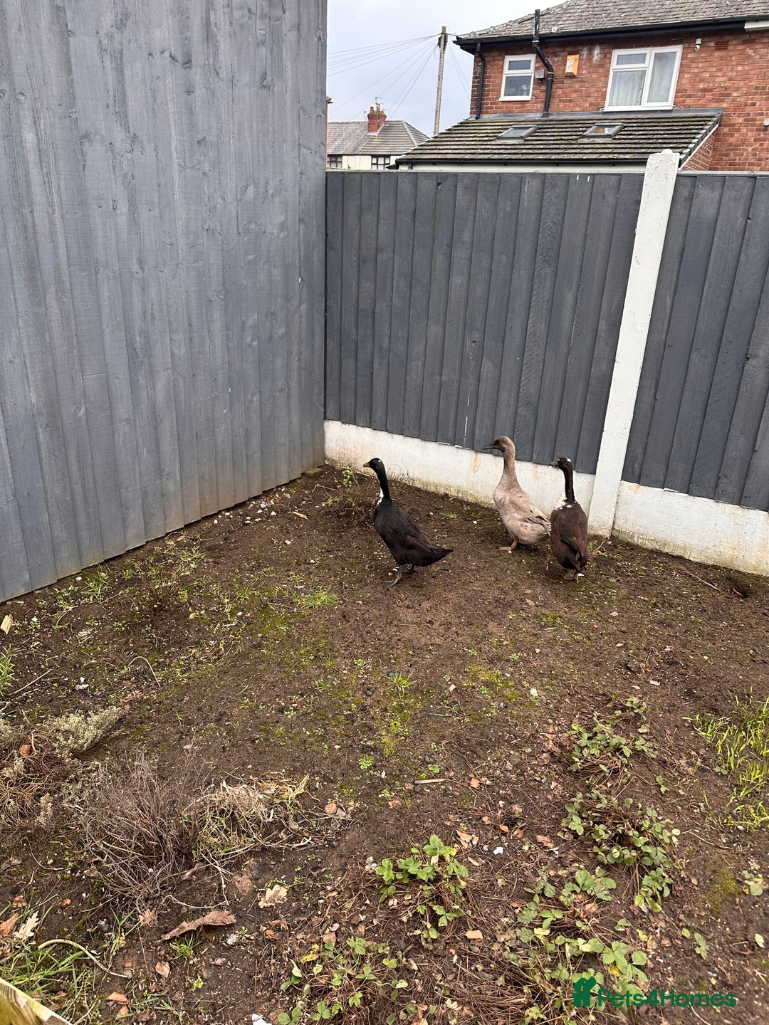 Ducks poultry for sale: Indian runner ducks - Advert 1