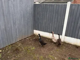 Ducks poultry Indian runner ducks - Advert 2