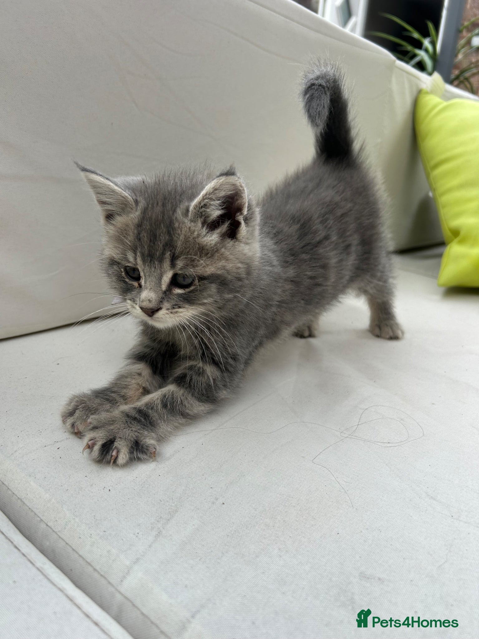 Maine Coon cats Mainecoon kittens grey smoke coats  - Advert 3