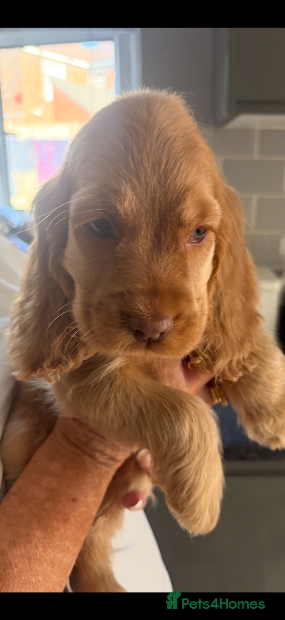 Cocker Spaniel dogs READY NOW 💯 Quality show cockers - Advert 2