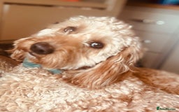 Cockapoo dogs for sale: F1 Cockapoo puppies  - Image 7