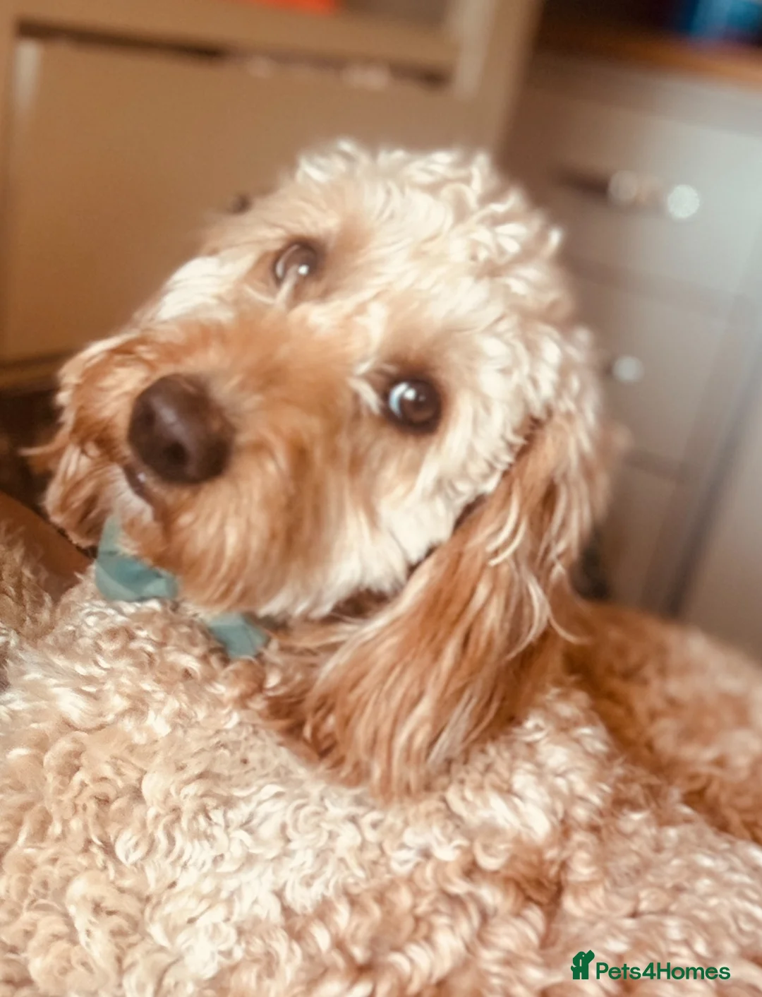 Cockapoo dogs for sale: Cockapoo Puppy  - Advert 11