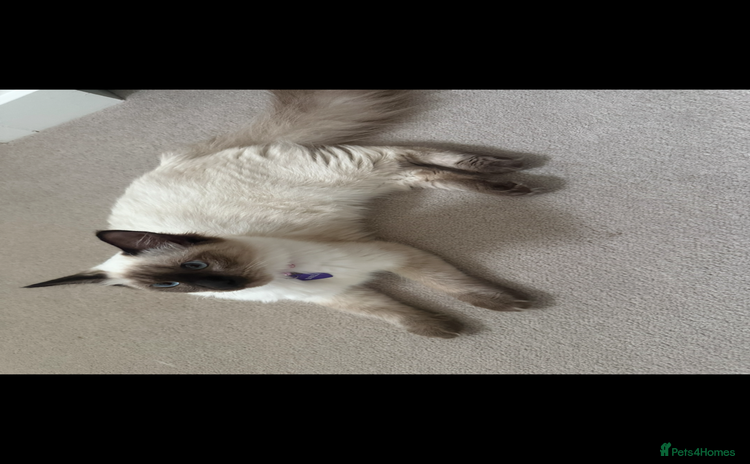 Ragdoll cats - Advert 3