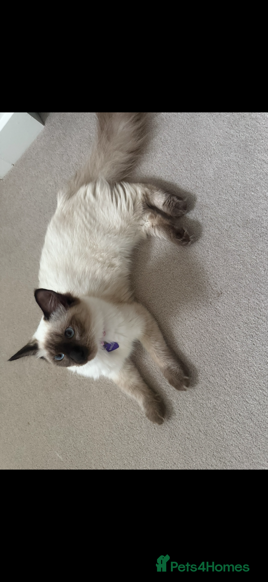 Ragdoll cats for sale: Beautiful ragdoll seeking forever home!  - Image 1