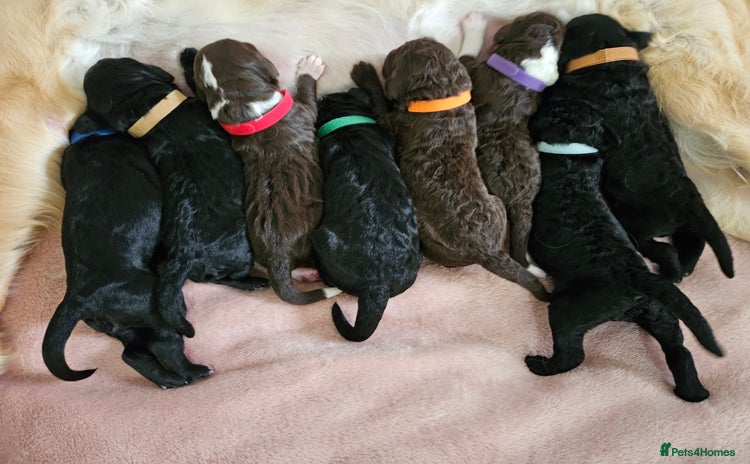 Goldendoodle dogs - Advert 1