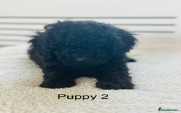 Toy Poodle dogs for sale: Pure Black Toy Poodles Puppies £700  - Image 7