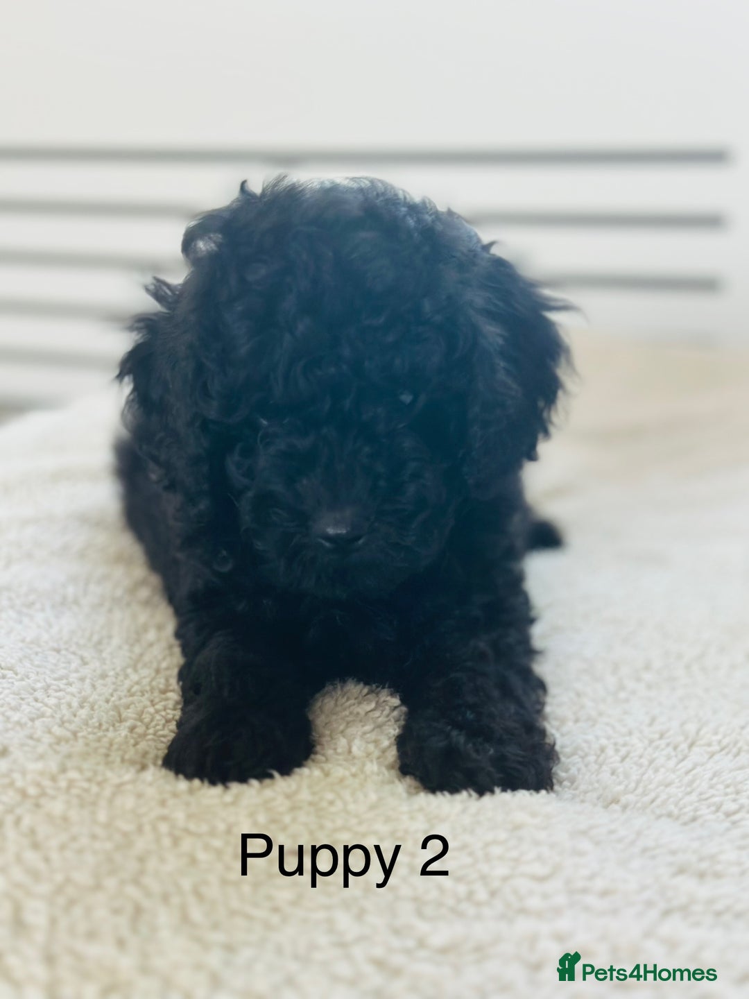 Toy Poodle dogs for sale: Pure Black Toy Poodles Puppies £700  - Image 7
