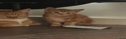 Mixed Breed cats for sale: 2 girls and a ginger boy available  - Advert 2