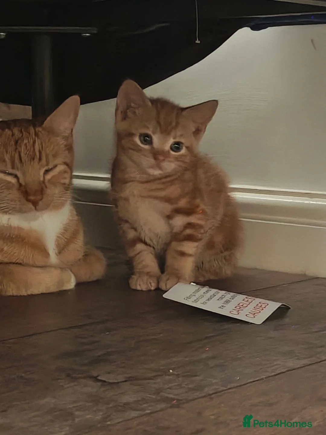 Mixed Breed cats for sale: 2 girls and a ginger boy available  - Advert 2