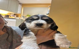 Cocker Spaniel dogs for sale: Gorgeous Cocker Spaniel Puppies - Image 18