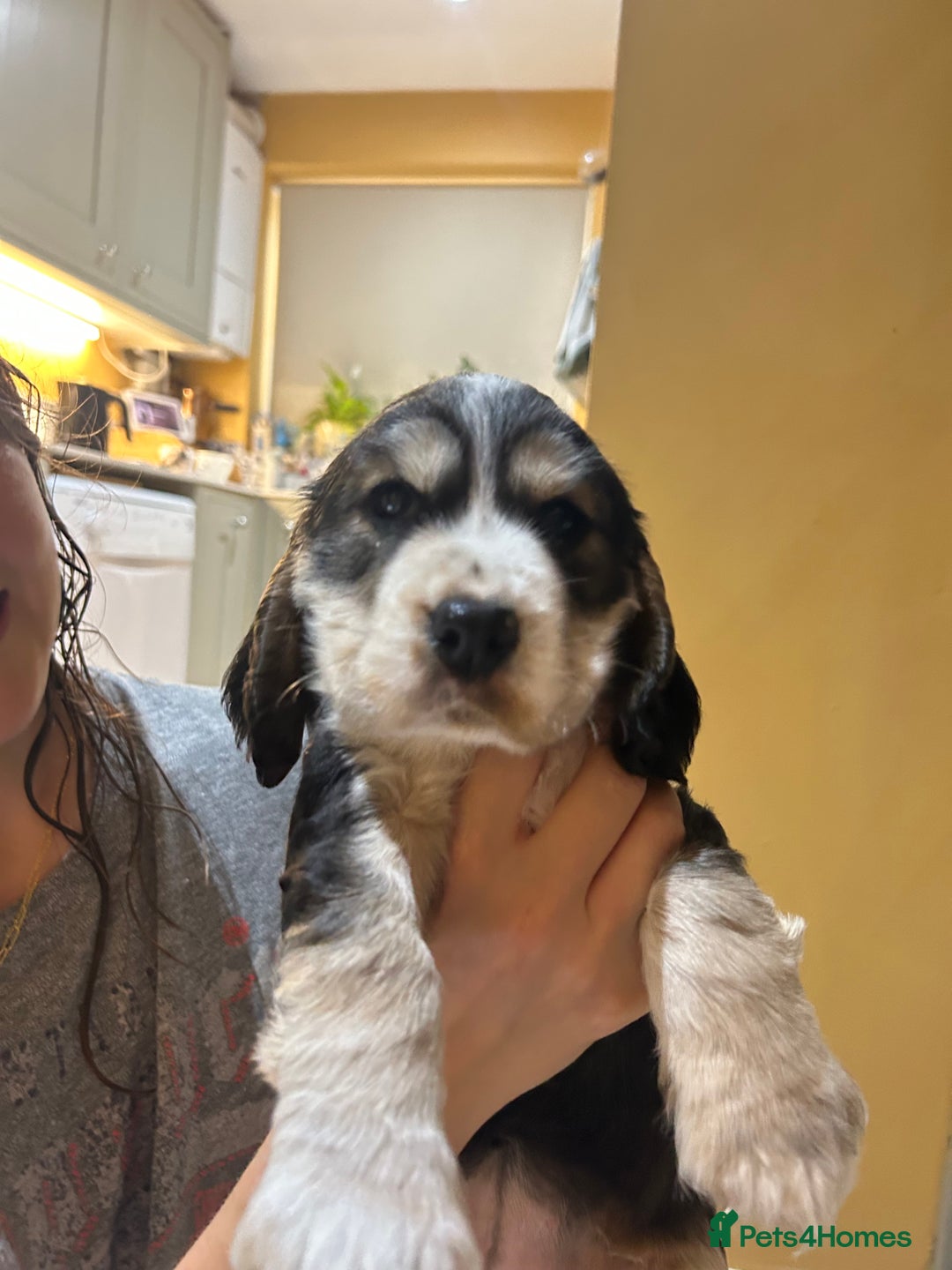 Cocker Spaniel dogs for sale: Gorgeous Cocker Spaniel Puppies - Image 18