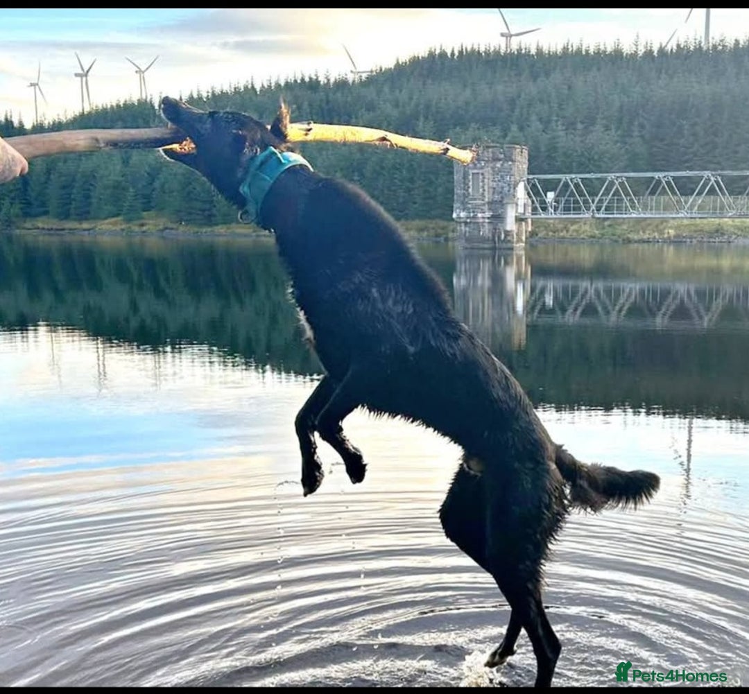 Lurcher dogs for stud: Lurcher for stud  - Advert 5