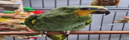 Parrots birds for sale: 8 month old Orange-winged Amazon  - Advert 4