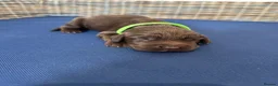 Sprocker dogs for sale: Fully Health Tested F1 Sprocker Spaniel Puppies - Advert 5