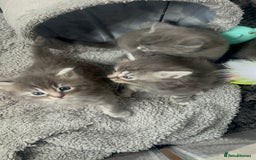Chartreux cats for sale: American shorthair / chartreux  kittens - Image 2