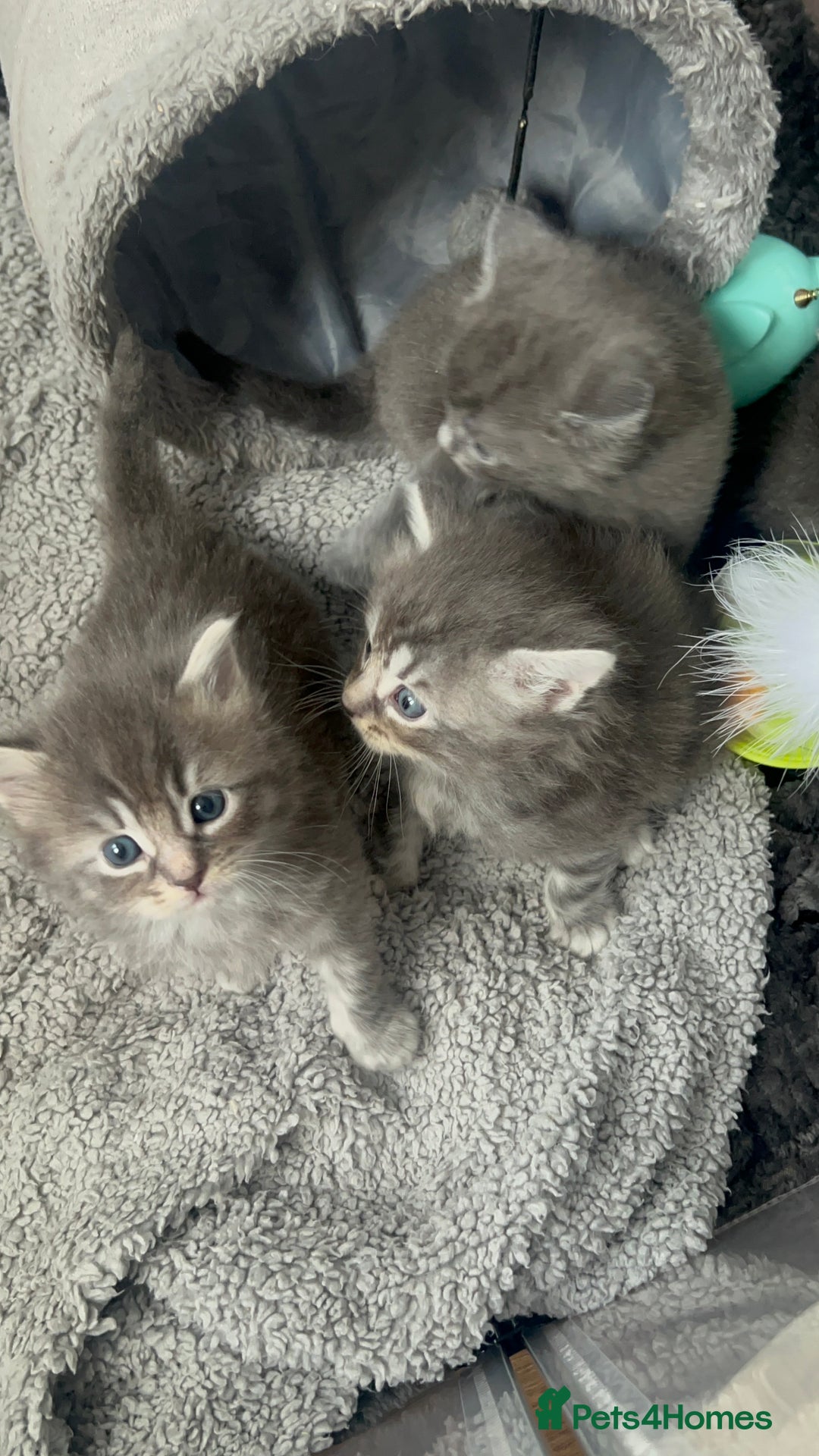 Chartreux cats for sale: American shorthair / chartreux  kittens - Image 2