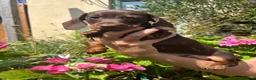Miniature Dachshund dogs for sale: Puppy for Sale Outstanding KC Male Mini Dachshund  - Advert 21