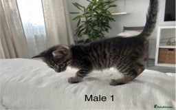 Mixed Breed cats for sale: 2 tabby kittens for sale female and male £150 each - Image 2