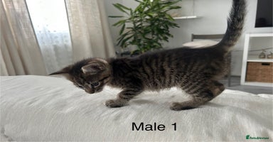 Mixed Breed cats - Advert 5