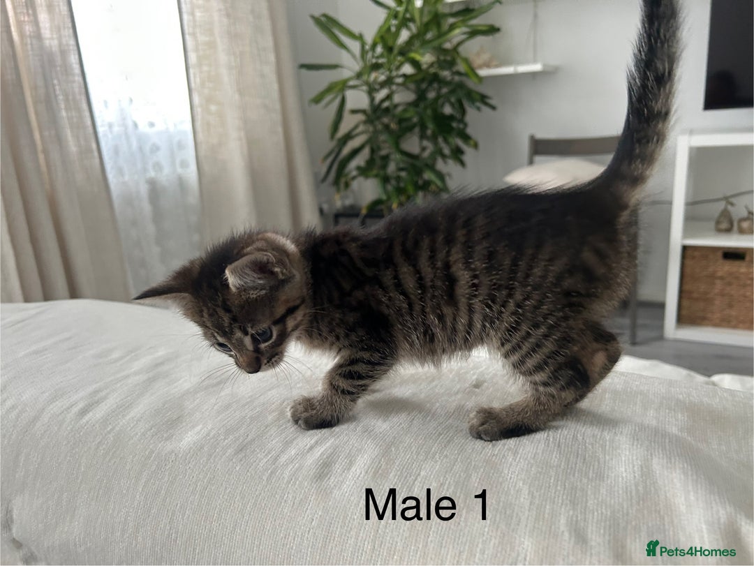 Mixed Breed cats for sale: 2 tabby kittens for sale female and male £150 each - Image 2