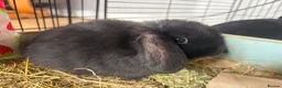 Mini Lop rabbits for sale: X 5 black beautiful fluffy mini lops  - Advert 5