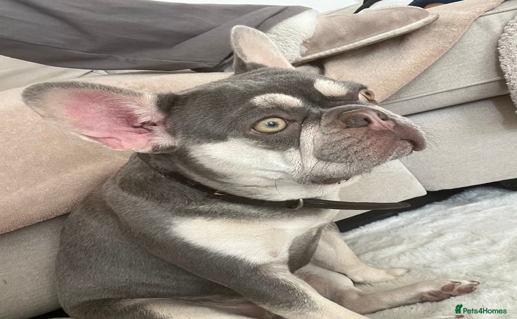 French Bulldog dogs - Advert 4