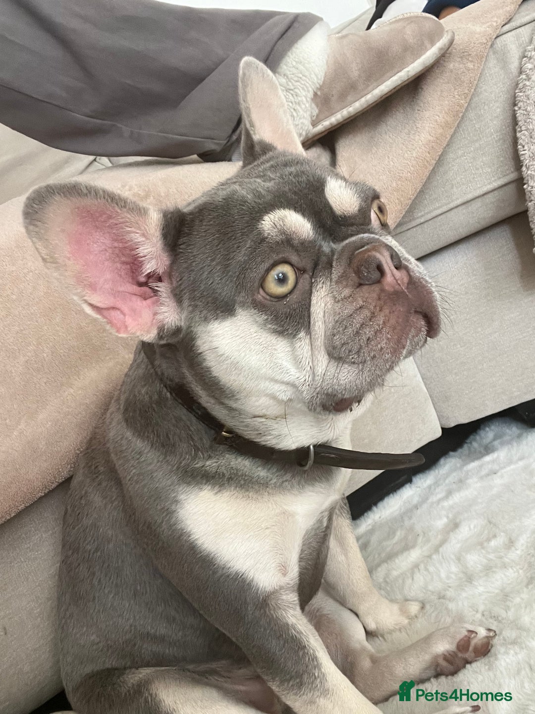 French Bulldog dogs for sale: Rehome of 1 year old female French Bulldog - Image 1
