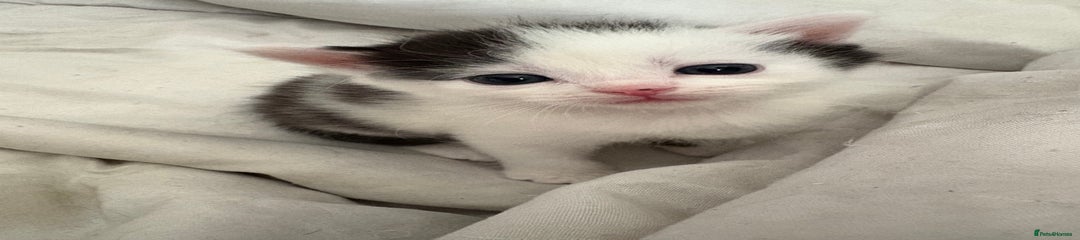 Mixed Breed Kitten 4 (boy)