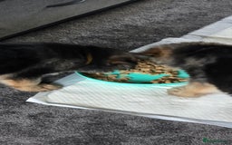German Shepherd dogs for sale: German shepherd pups - Image 12