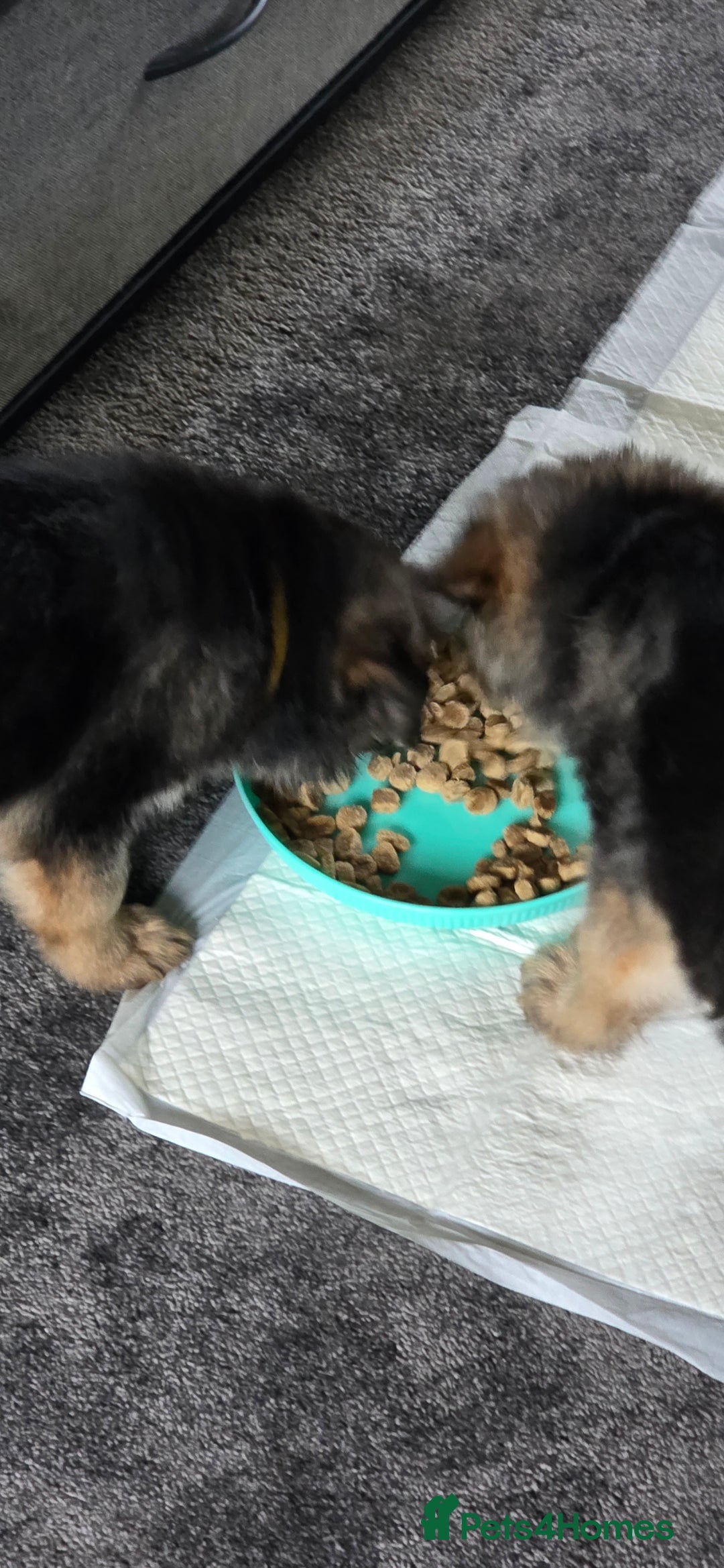 German Shepherd dogs for sale: German shepherd pups - Image 12