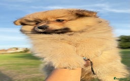 Pomeranian dogs for sale: Pomeranian fluffy Boys  - Image 6