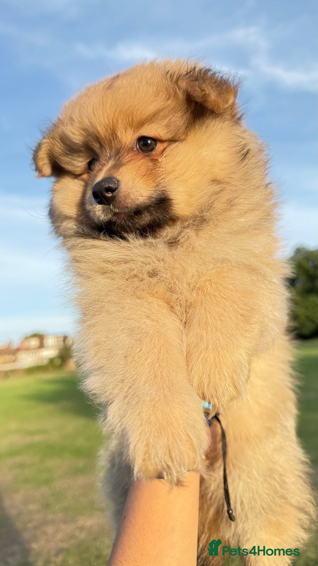 Pomeranian dogs for sale: Pomeranian fluffy Boys  - Image 6