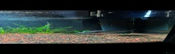 Piranhas fish for sale: ELONGATUS PIRANHA (Black Mask - Advert 3