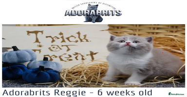 British Shorthair cats - Advert 2