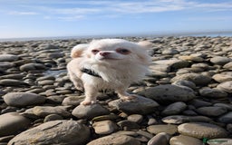 Chihuahua dogs for sale: 2 year old Small cream chihuahua boy - Image 4
