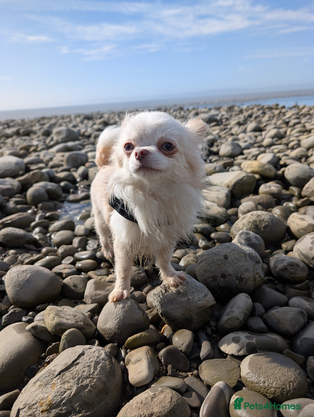 Chihuahua dogs for sale: 2 year old Small cream chihuahua boy - Image 4