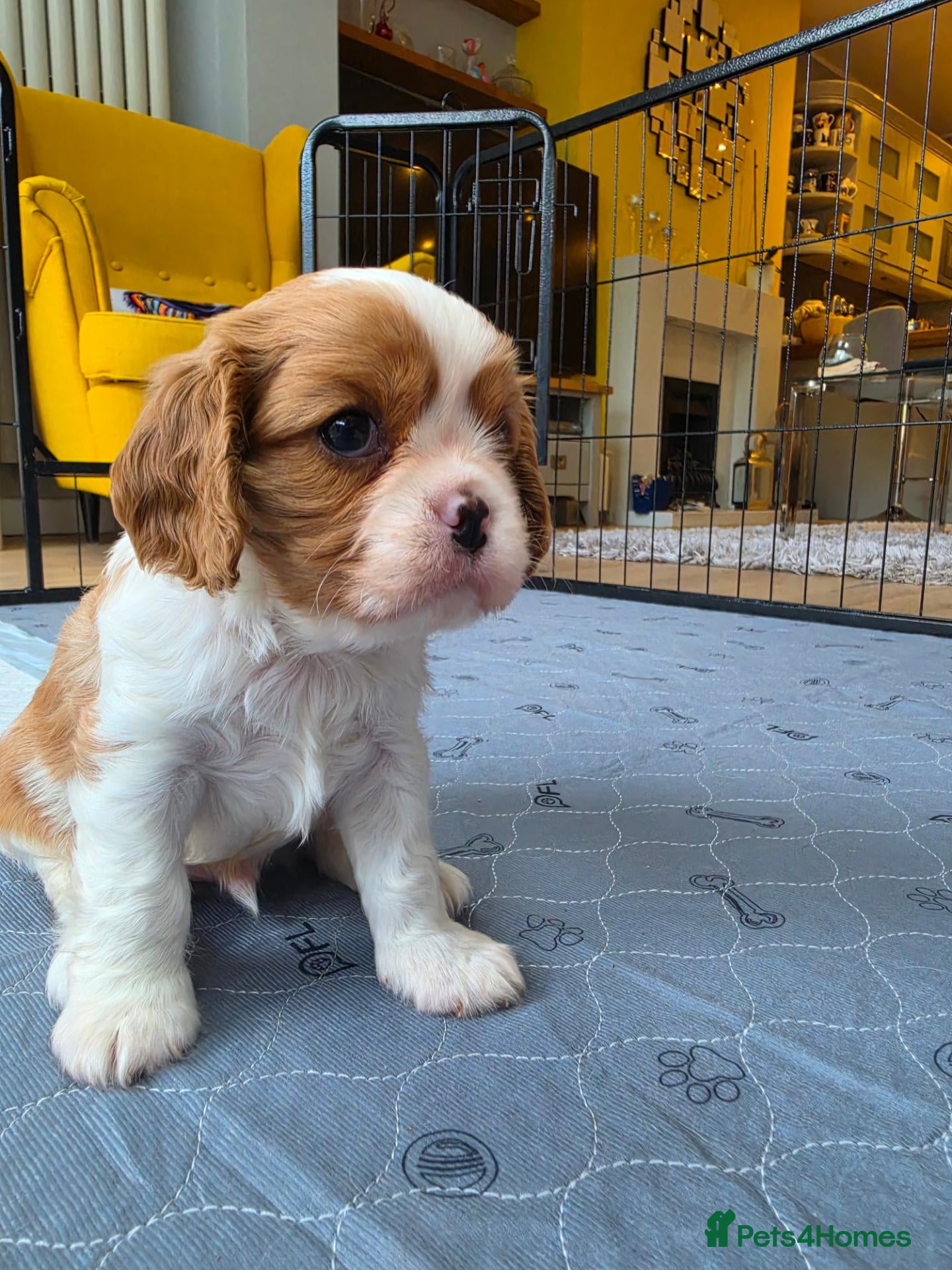 Cavalier King Charles Spaniel dogs Beautiful Cavalier KCS Boy - KC Reg Health Tested - Advert 1