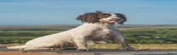 Sprocker dogs for sale: Springer x Cocker Pups  in Barnsley - Advert 8