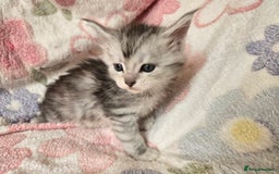 Maine Coon cats for sale: Beautiful playful Maine Coon kittens  - Image 33