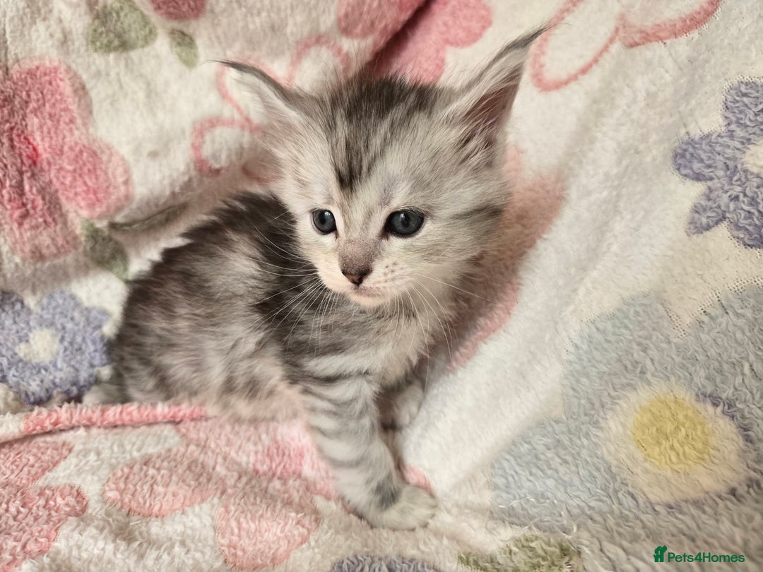 Maine Coon cats for sale: Beautiful playful Maine Coon kittens  - Image 33