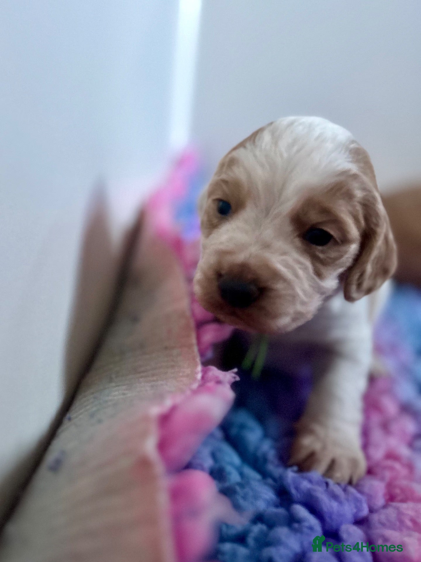 Cocker Spaniel dogs KC working cocker pups 5⭐️licensed. Only boys left - Advert 2
