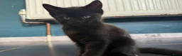 Mixed Breed cats for sale: 3 beautiful kittens ready for adventure  in Harwich - Advert 8