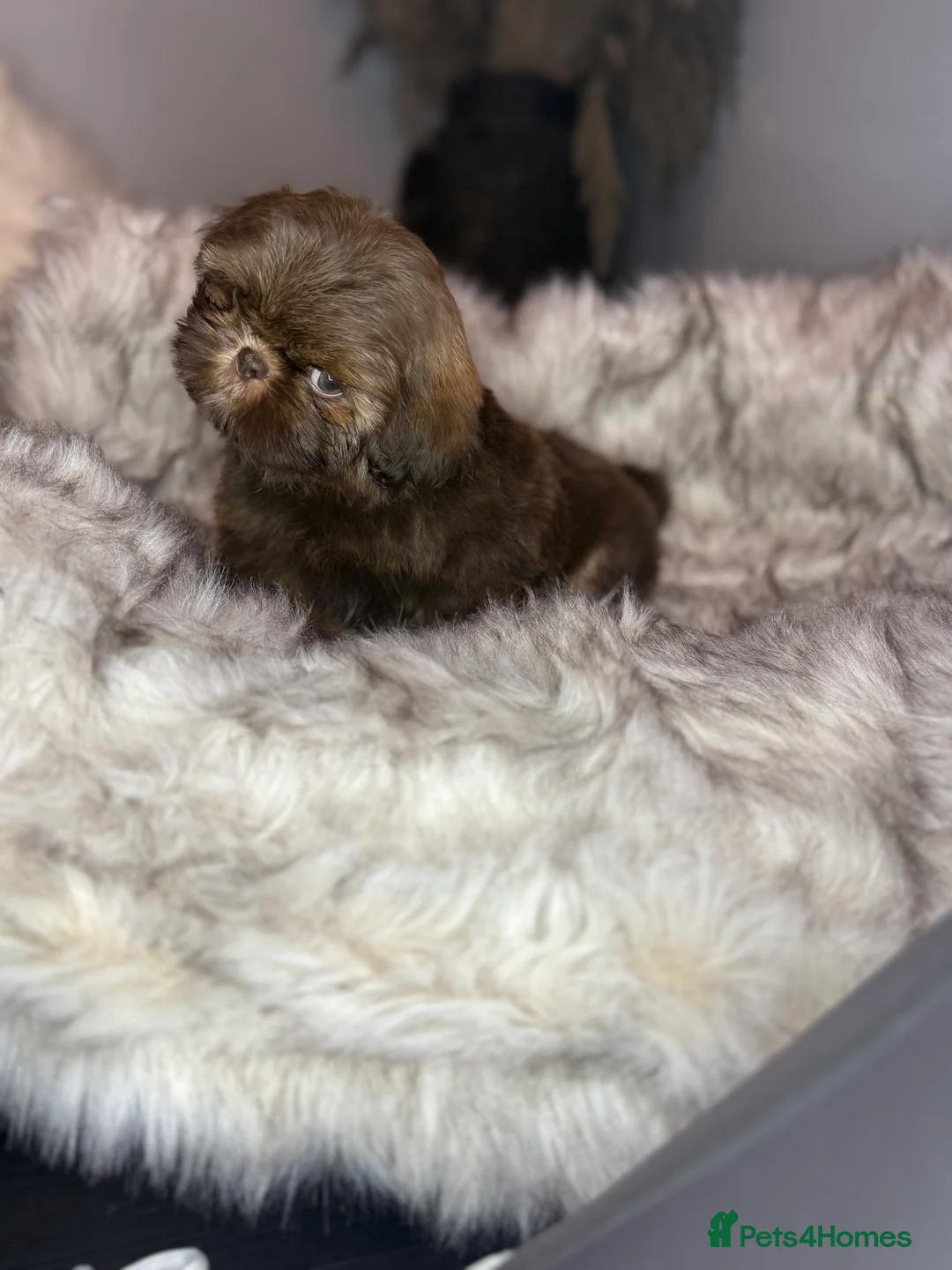 Shih Tzu dogs for sale: Last imperial shihtzu boy 🐻 real life teddy bear  - Advert 3