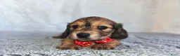 Miniature Dachshund dogs for sale:  Long haired mini dachshunds ready to leave  - Advert 24