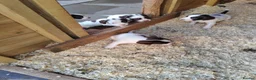 English Springer Spaniel dogs for sale: Beautiful litter of English Springer spaniels - Advert 2