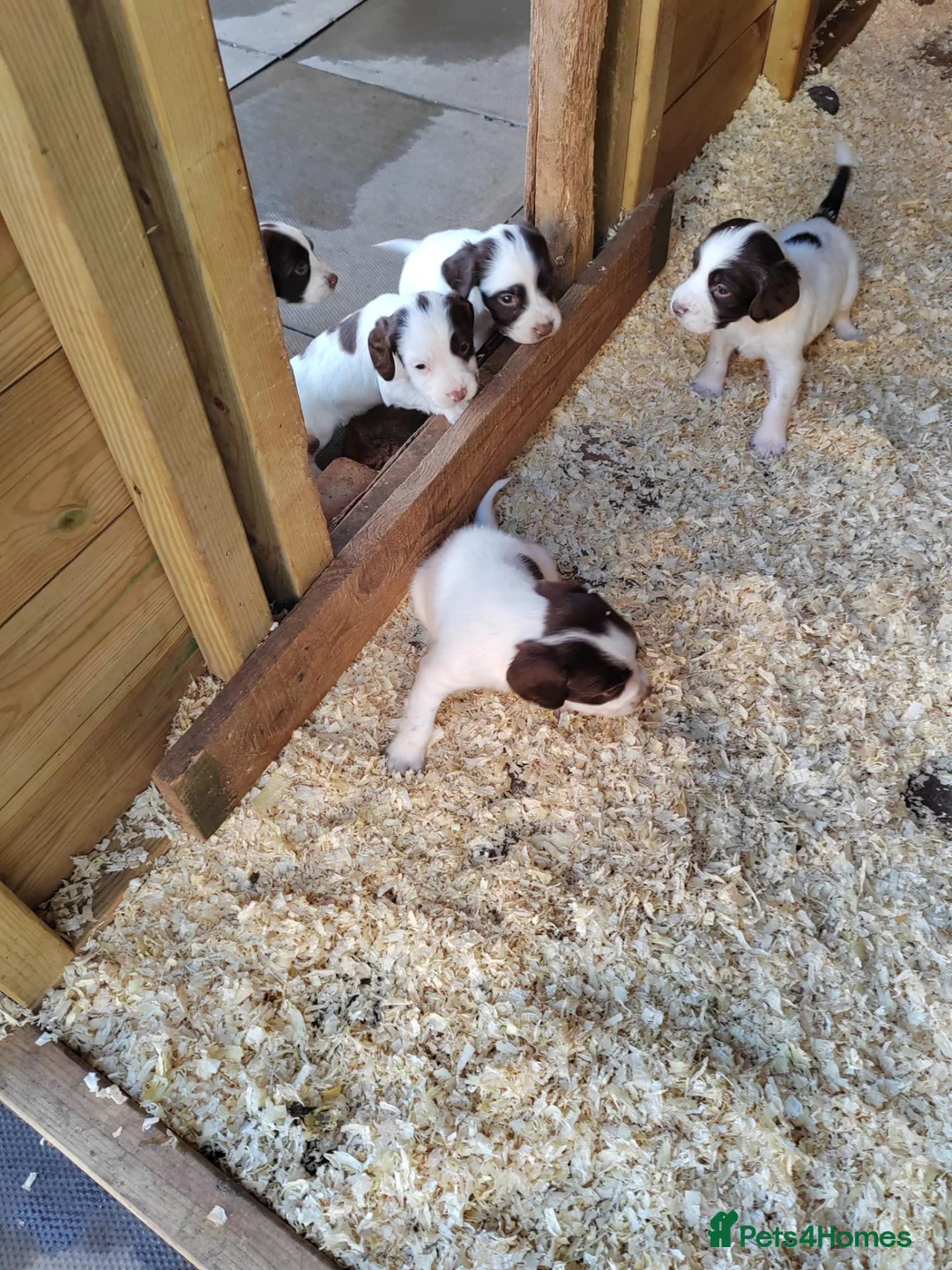 English Springer Spaniel dogs for sale: Beautiful litter of English Springer spaniels - Advert 2