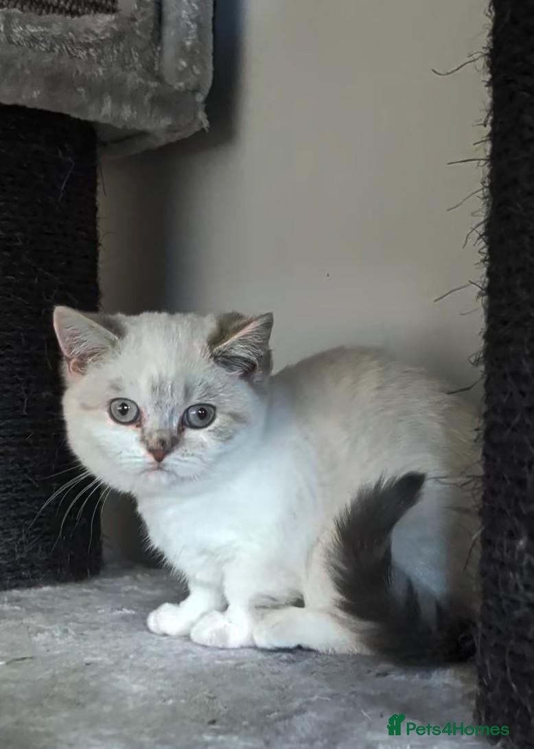 British Shorthair cats 🩷 LAST 2 GIRLS 🏆TICA reg 🐾 BSH - Advert 4
