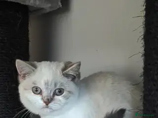 British Shorthair cats 🩷 LAST 2 GIRLS 🏆TICA reg 🐾 BSH - Advert 4